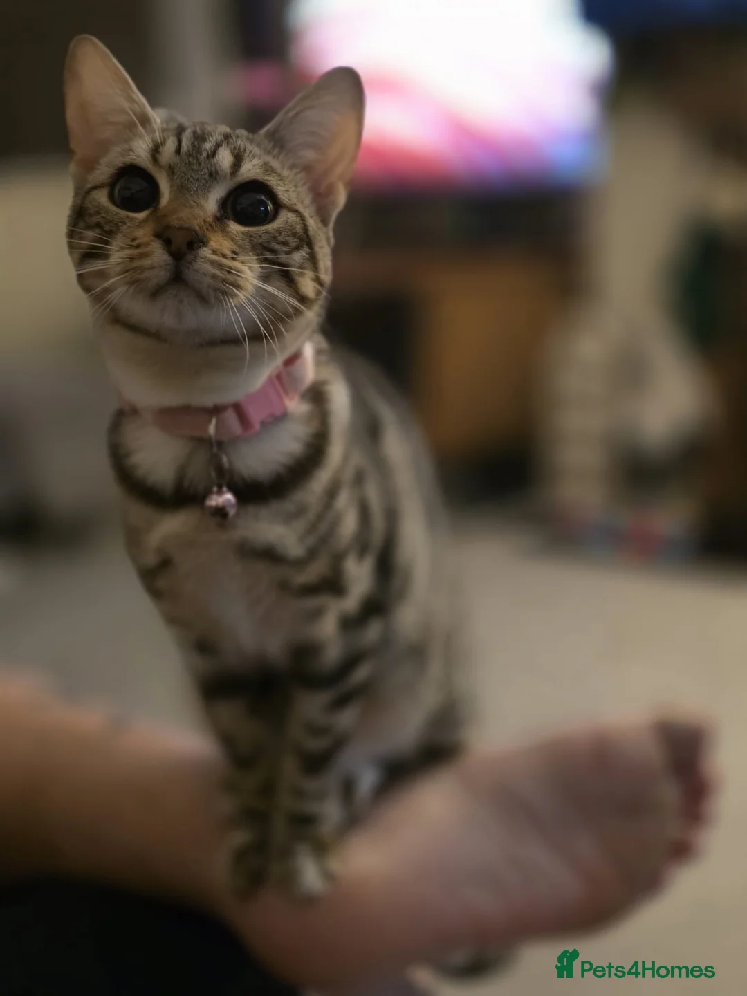 Bengal cats for sale: Female Bengal for sale  - Advert 6