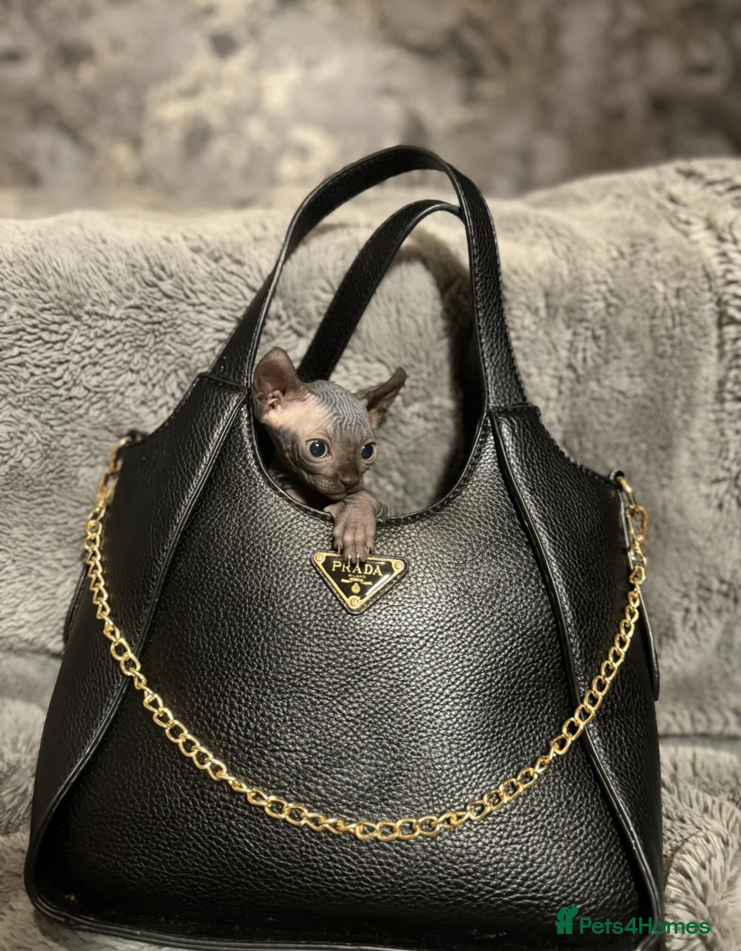 Sphynx cats for sale: Sphynx  in Birmingham - Advert 4