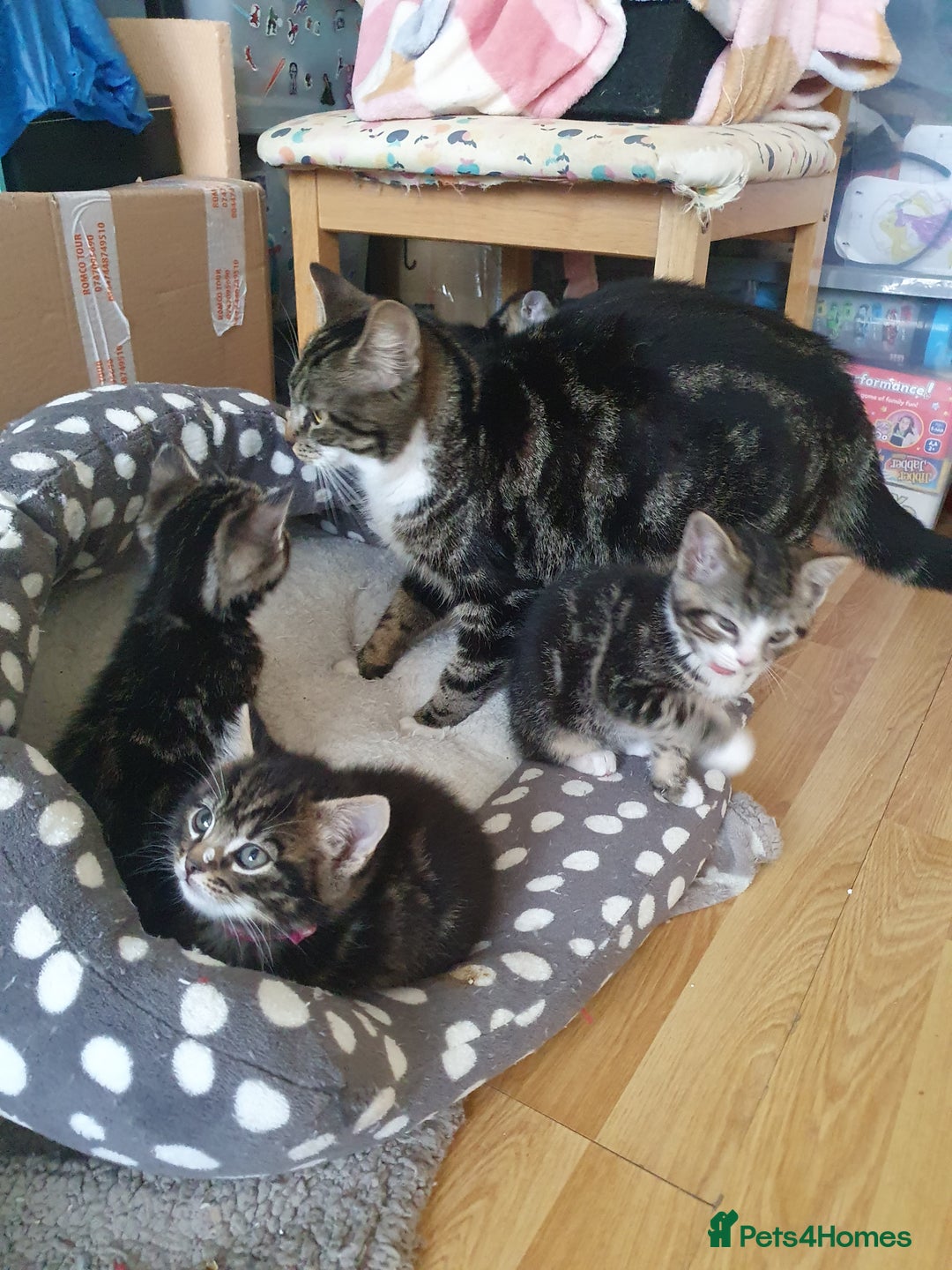 Mixed Breed cats for sale: Maine Coon mixed breed  - Advert 11