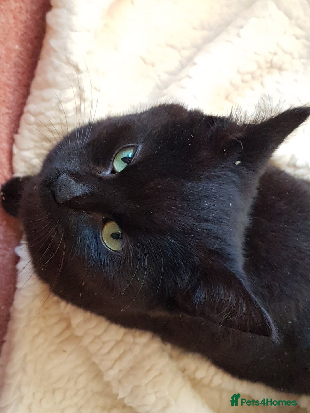 Mixed Breed cats for sale: GORGEOUS KITTENS INCL FEMALE ORANGE TABBY - Advert 12