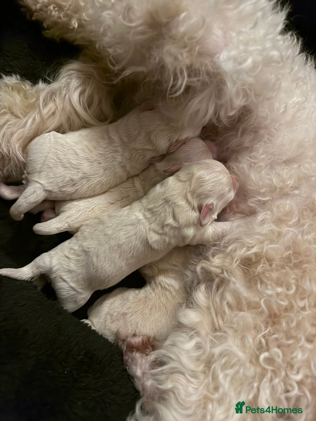 Maltipoo dogs for sale: Maltipoos puppies  - Advert 11