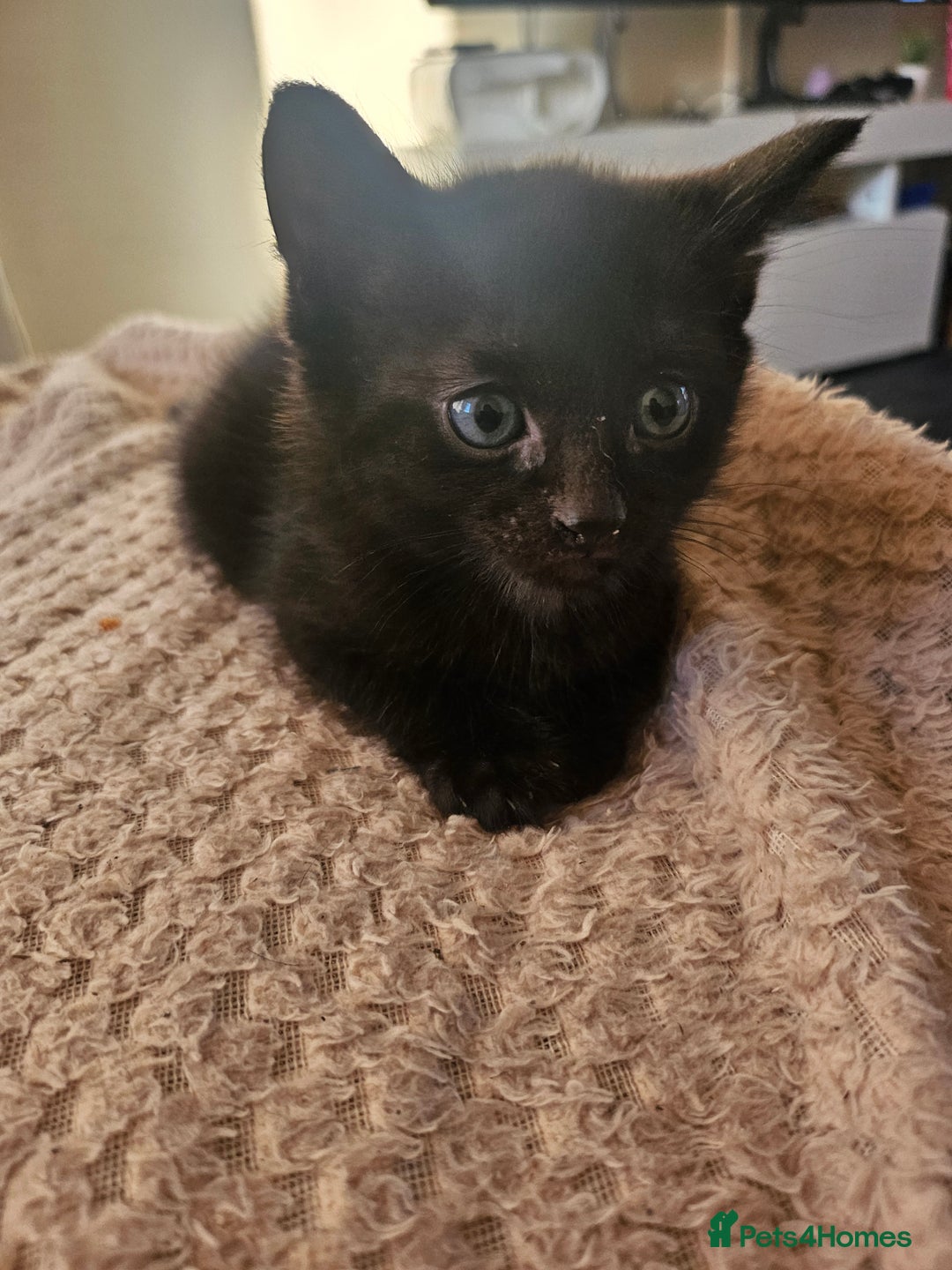 Mixed Breed cats for sale: 3 kittens for sale  - Image 1