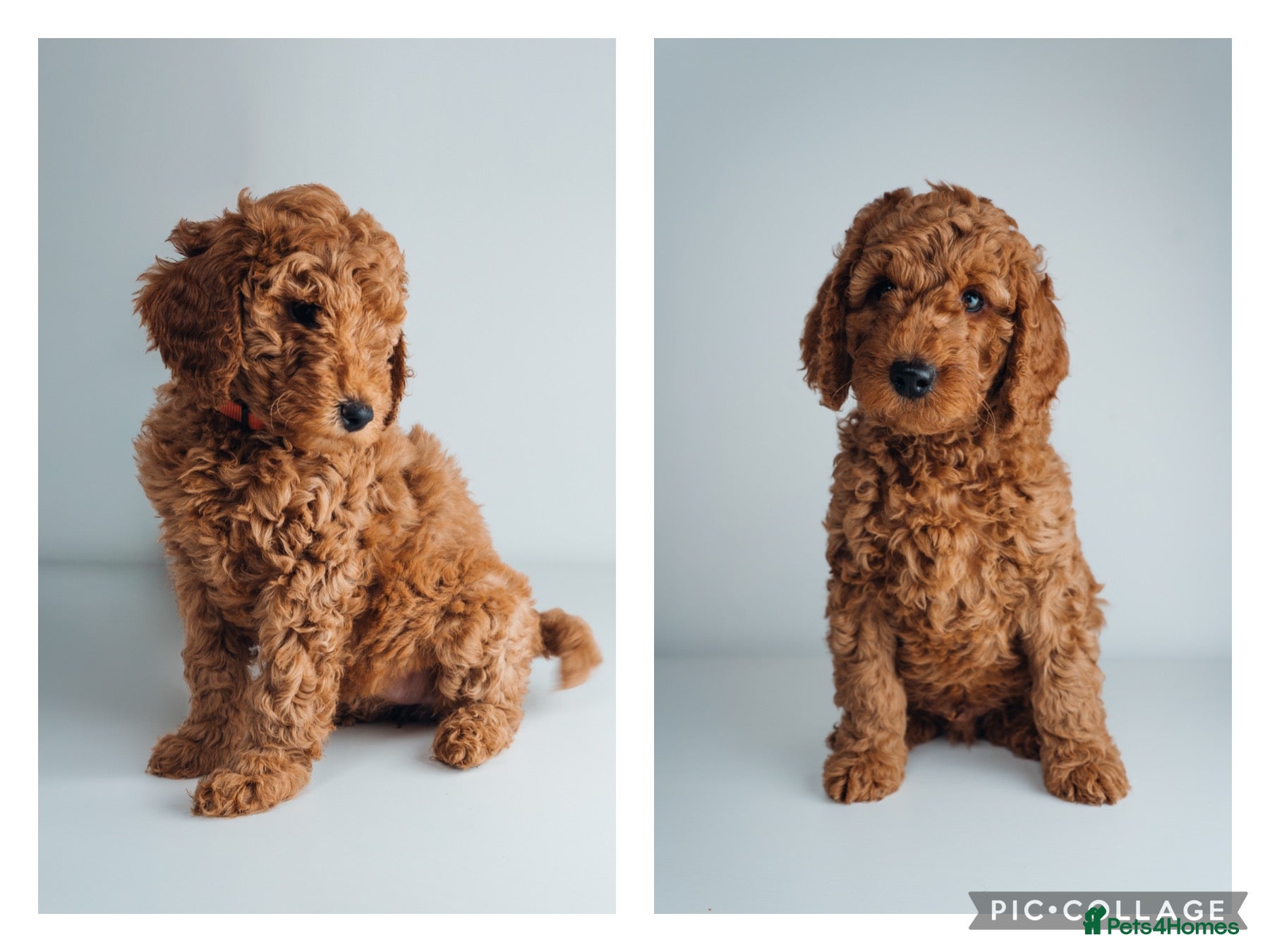Labradoodle dogs LAST FEW PUPS - F2B Labradoodle Puppies - Advert 13