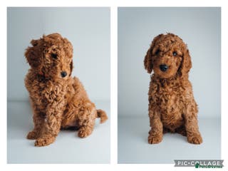 Labradoodle dogs LAST FEW PUPS - F2B Labradoodle Puppies - Advert 13