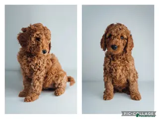 Labradoodle dogs LAST FEW PUPS - F2B Labradoodle Puppies - Advert 4