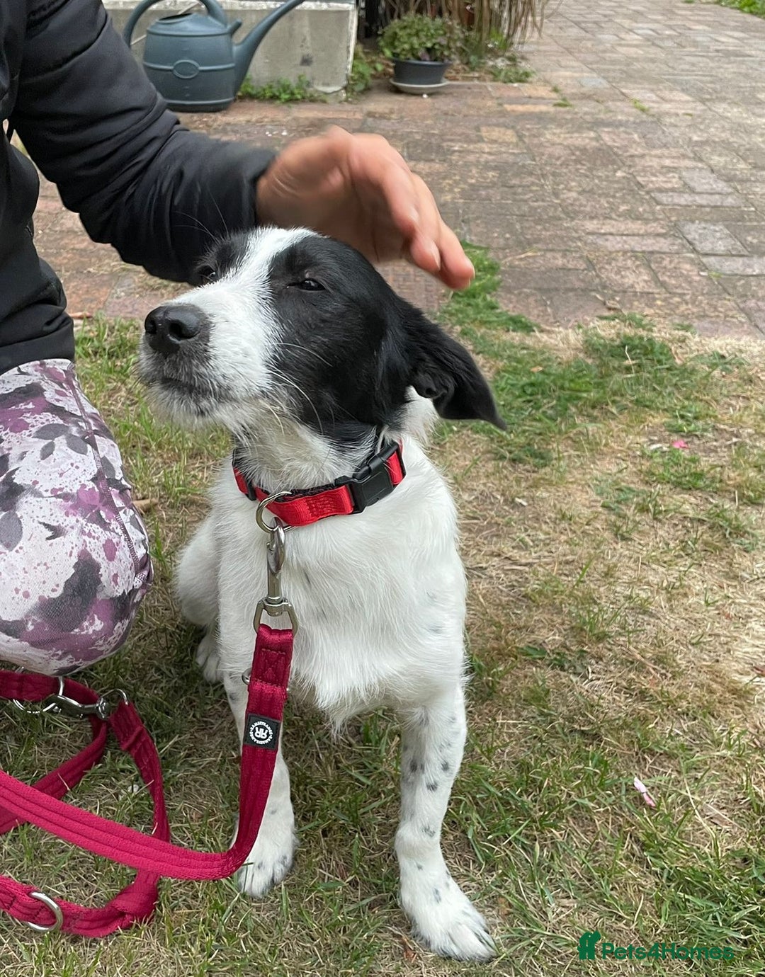 Mixed Breed dogs for adoption: Beautiful & Gentle LALY - for a Loving Home - Image 15