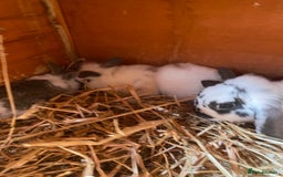 Mini Lop rabbits for sale: 3 beautiful girl baby bunnies  - Image 2