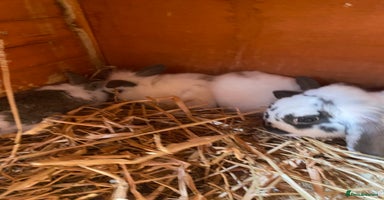 Mini Lop rabbits - Advert 8