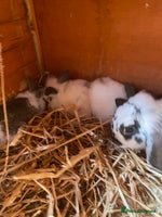 Mini Lop rabbits - Advert 3