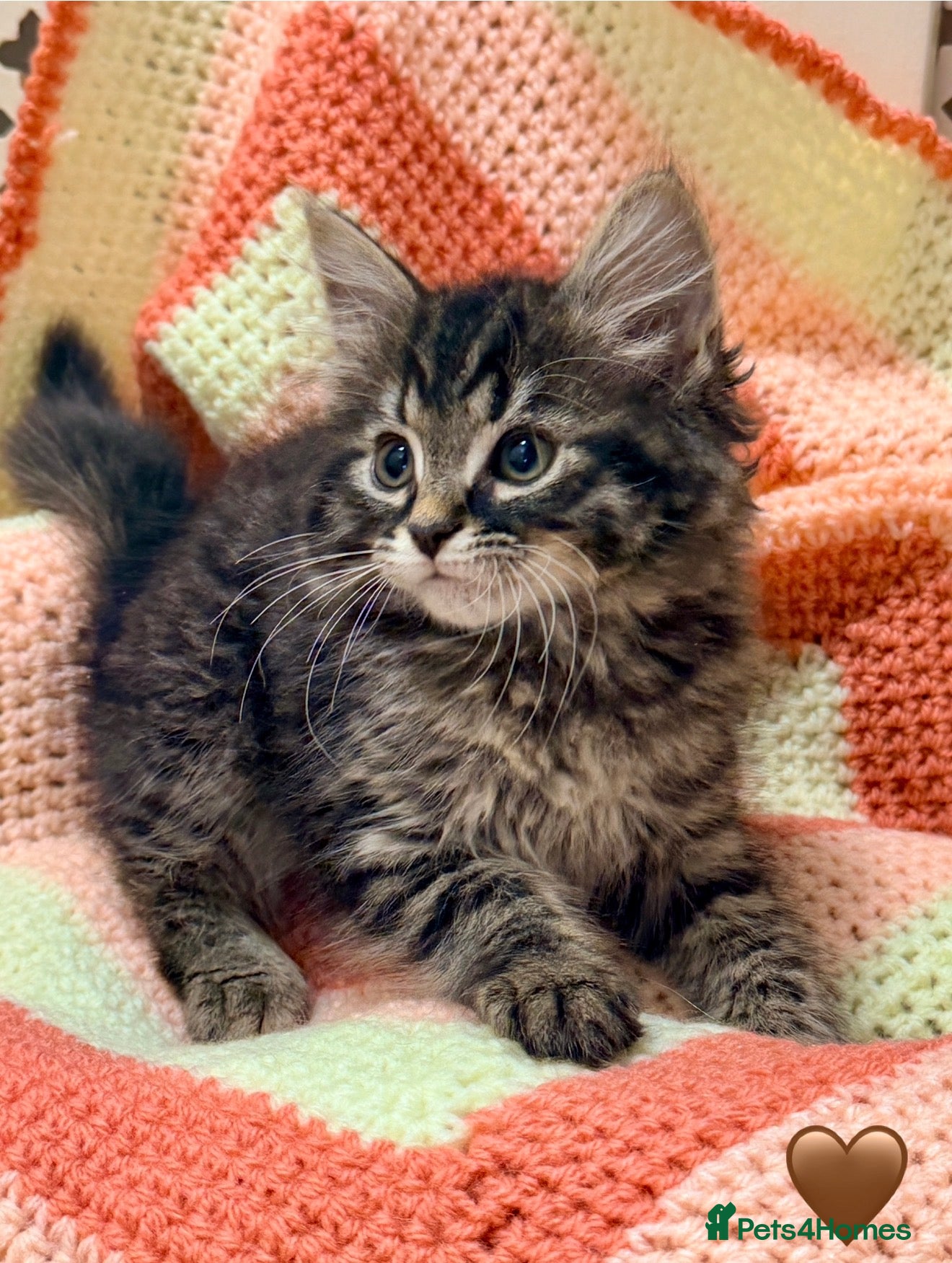 Mixed Breed cats 💖 MAINE COON X RAGDOLL *PARENTS HEALTH TESTED* 💖 - Advert 2