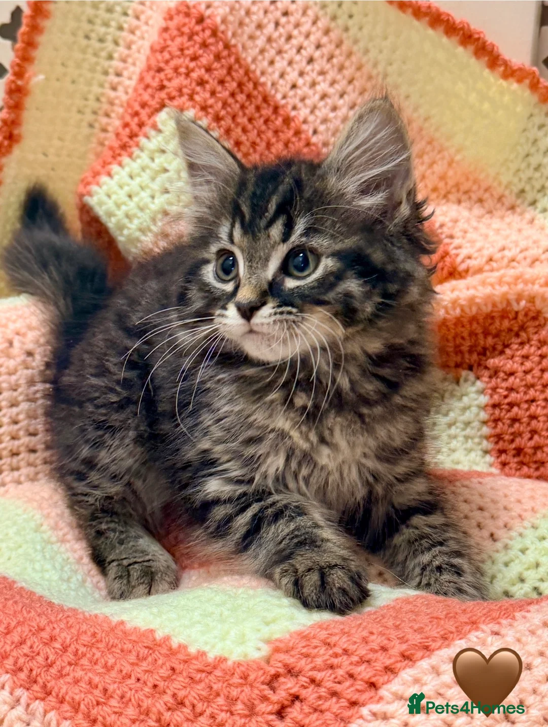 Mixed Breed cats for sale: 💖 MAINE COON X RAGDOLL *PARENTS HEALTH TESTED* 💖 - Advert 2