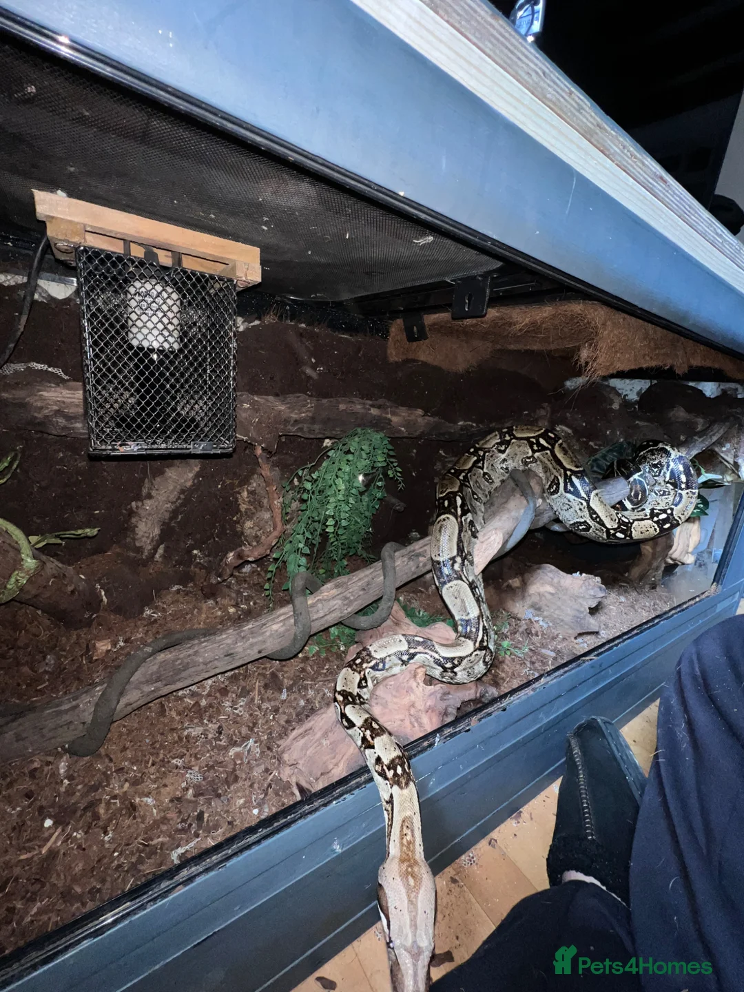 Boa Snake reptiles for sale: Boa constrictor-M-5.5y-6.5ft  in Dorchester - Advert 1