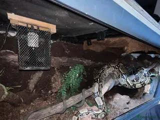 Boa Snake reptiles Boa constrictor-M-5.5y-6.5ft - Advert 1