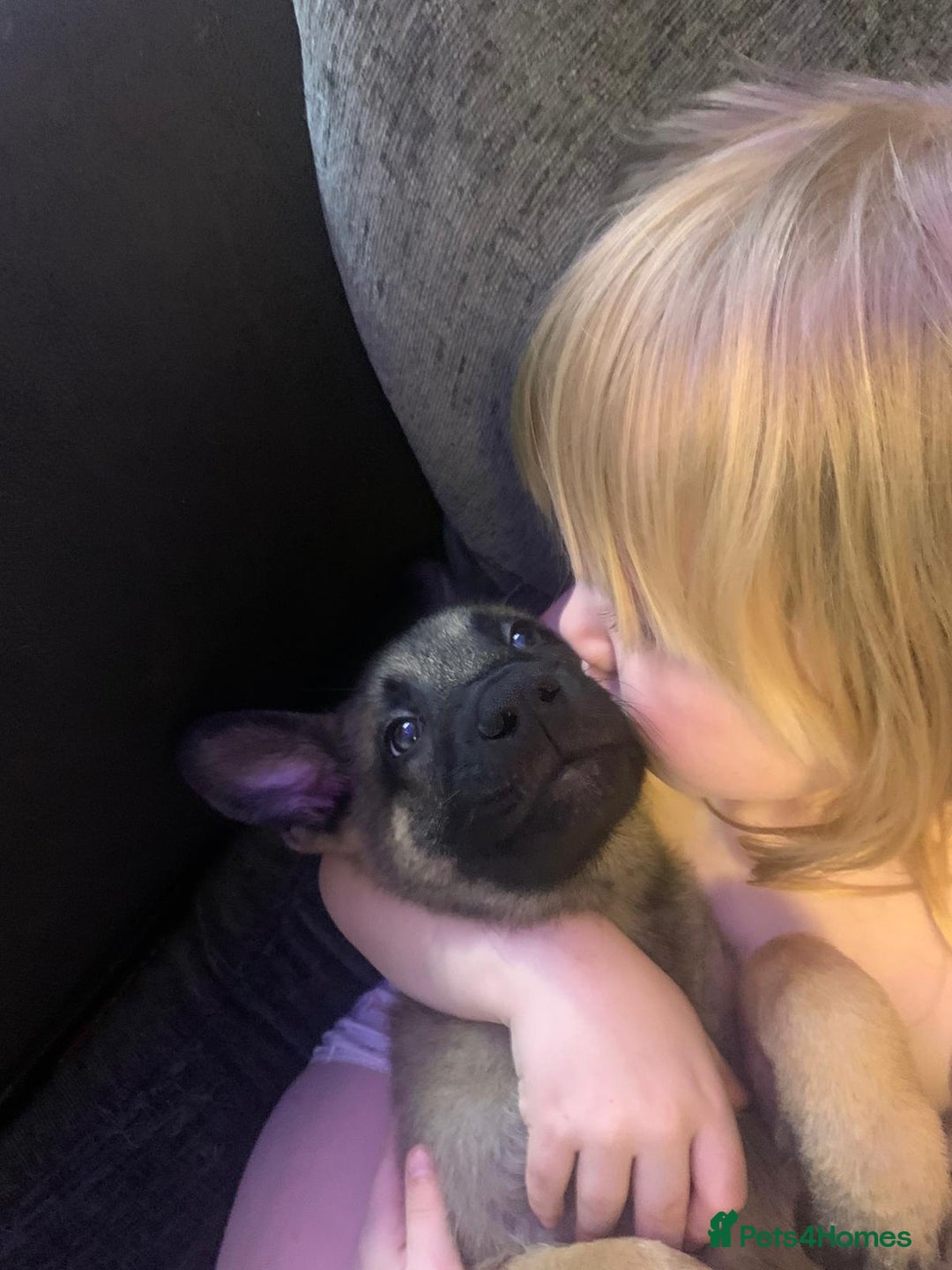 Belgian Shepherd Dog dogs for sale: 2 beautiful 8 week old Belgian shepherd dog - Advert 9