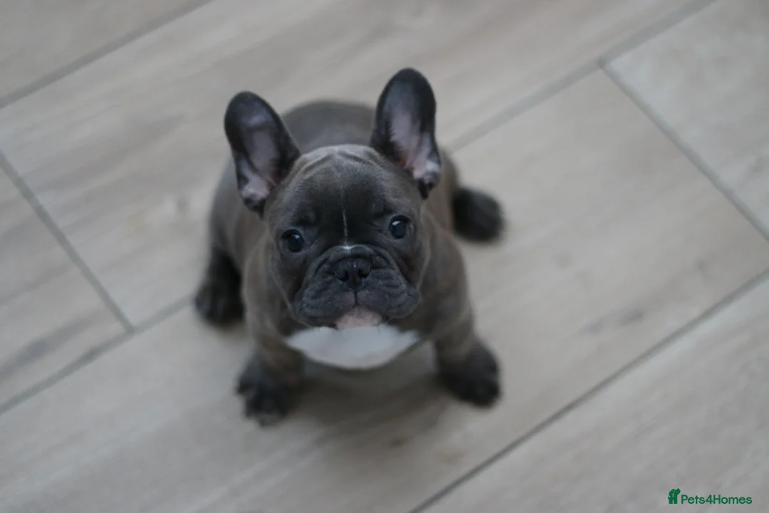 French Bulldog dogs for sale: French Bulldog Puppy – Last One Available - Advert 16