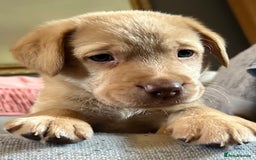 Labrador Retriever dogs for sale: Pinky Nose/olive eyes Very Unique Yellow puppy  - Image 1