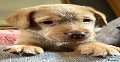 Labrador Retriever dogs - Advert 11