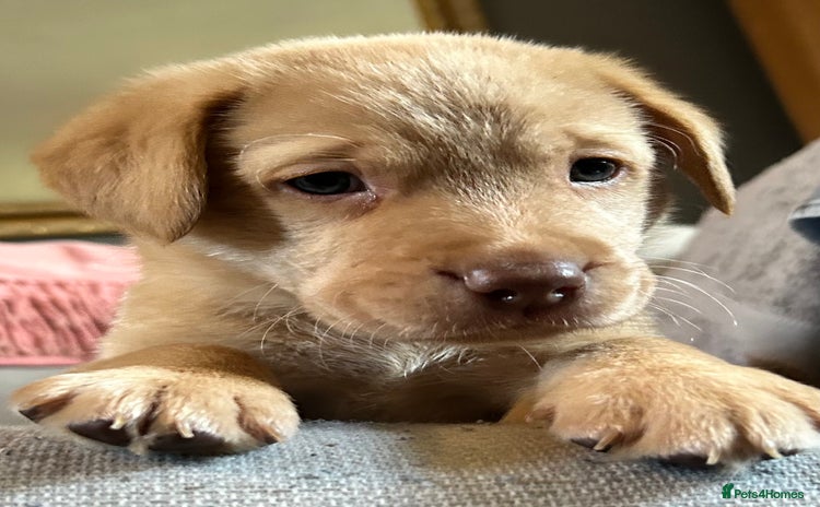 Labrador Retriever dogs - Advert 6