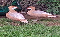 Waterfowl poultry for sale: Apricot Bahama pintail  - Image 2