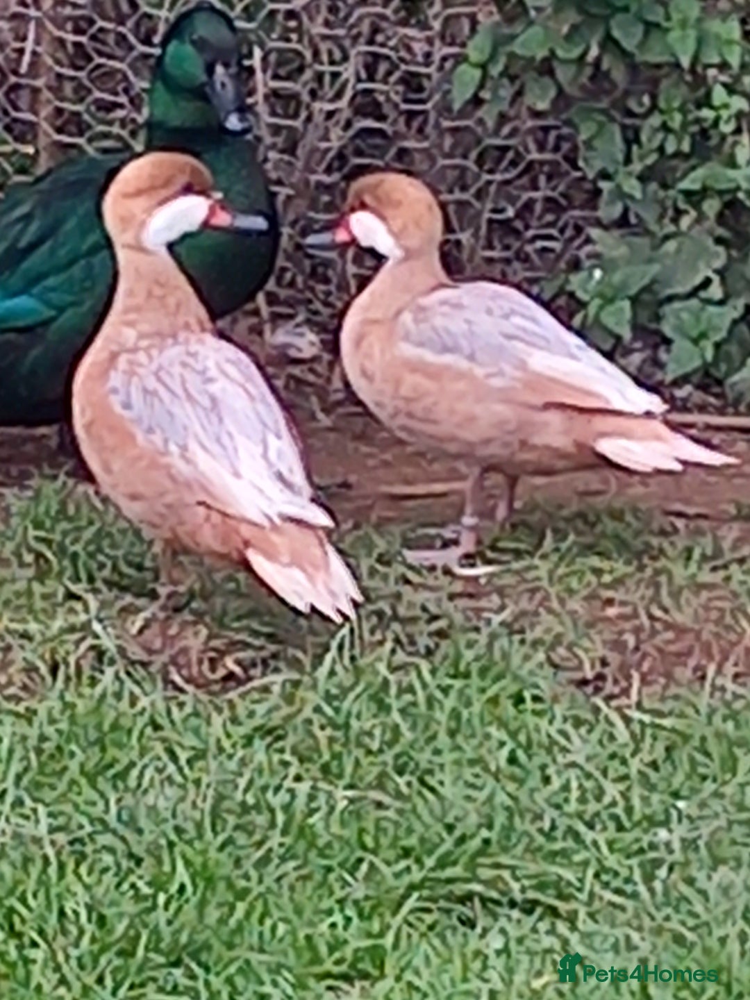 Waterfowl poultry for sale: Apricot Bahama pintail  - Image 2