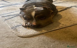 American Bully dogs for sale: American bully  - Image 2