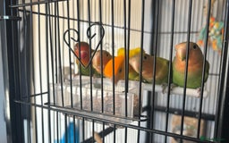 Lovebirds birds for sale: Young love bird for sale  - Image 2