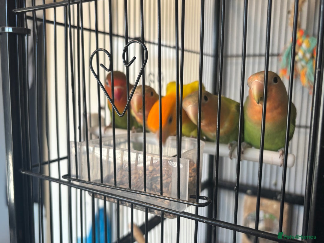 Lovebirds birds for sale: Young love bird for sale  - Image 2