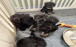 Miniature Schnauzer dogs for sale: health tested parents  - Image 9