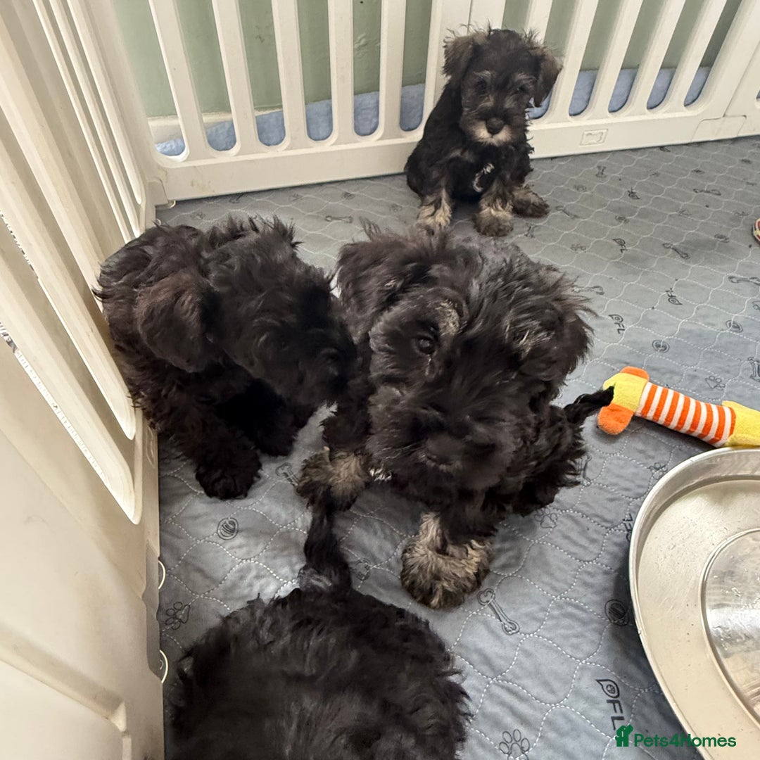 Miniature Schnauzer dogs for sale: health tested parents  - Image 9