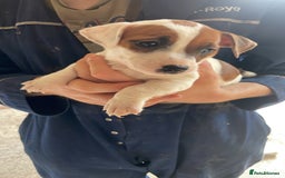 Jack Russell dogs for sale: Jack Russell puppy’s  - Image 6