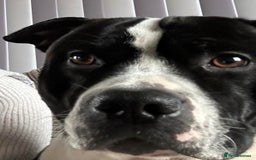 Staffordshire Bull Terrier dogs for stud: Buster ready for lady - Image 4