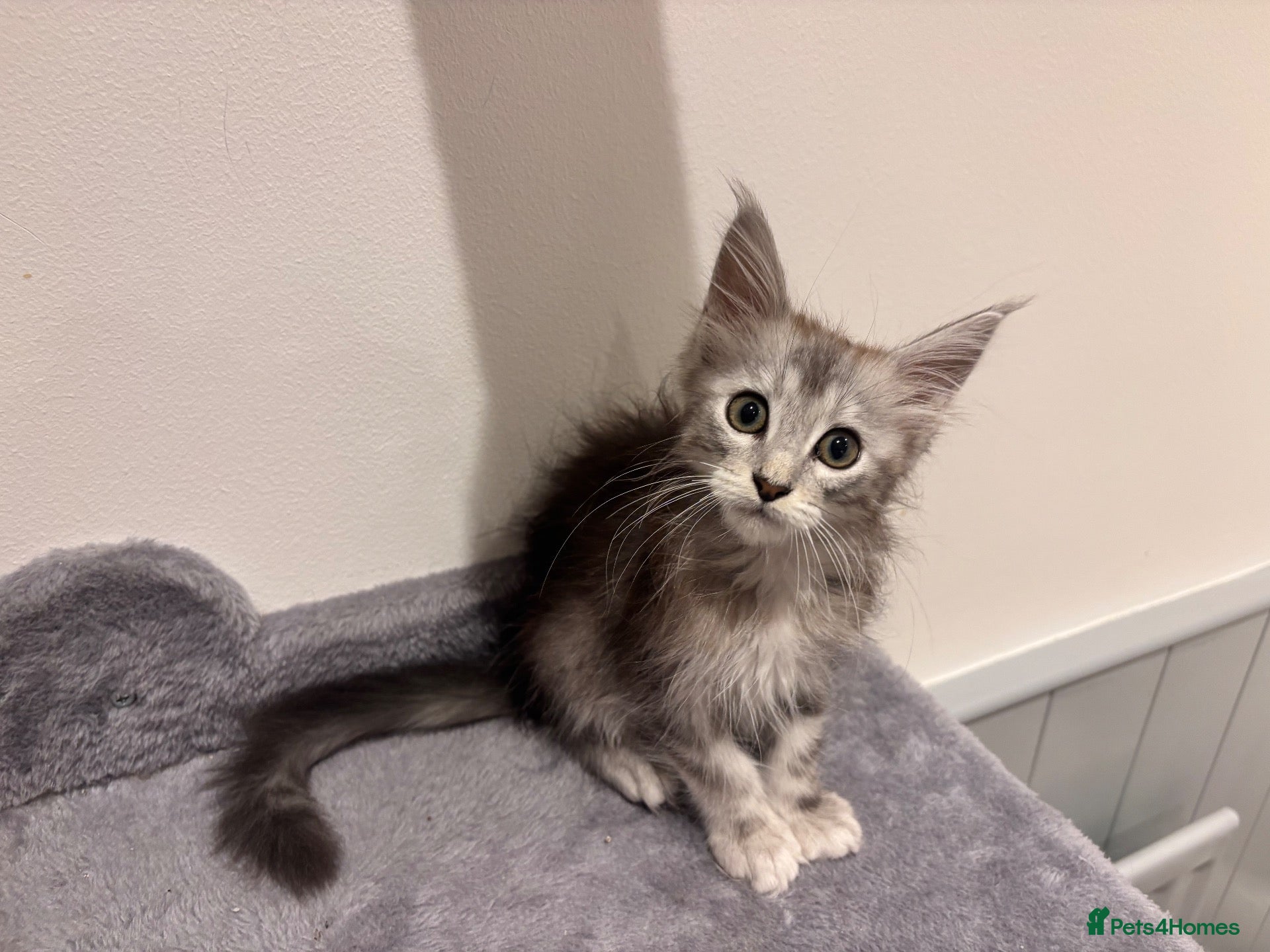 Maine Coon cats Majestic fluffballs FOR SALE (1 kitten left) - Advert 1