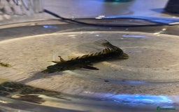 Other/Mixed Breed fish for sale: Saltwater fish tank setup  - Image 6