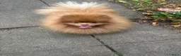 Pomeranian dogs for sale: Chocolate lilac Pomeranian male in Sheffield - Advert 2