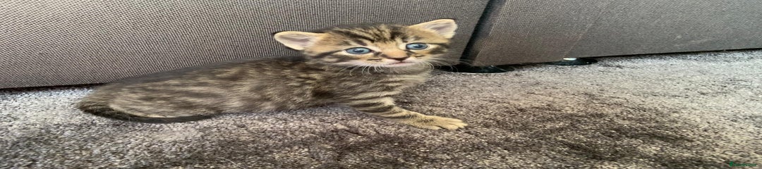 Mixed Breed Kitten 1