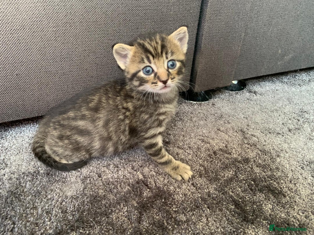 Mixed Breed cats for sale: Siberian x British Shorthair Kittens 💞 - Image 35