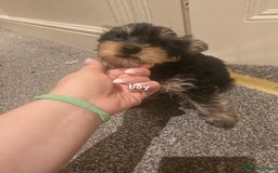 Yorkshire Terrier dogs for sale: Small puppies  - Image 1