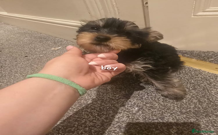 Yorkshire Terrier dogs - Advert 1