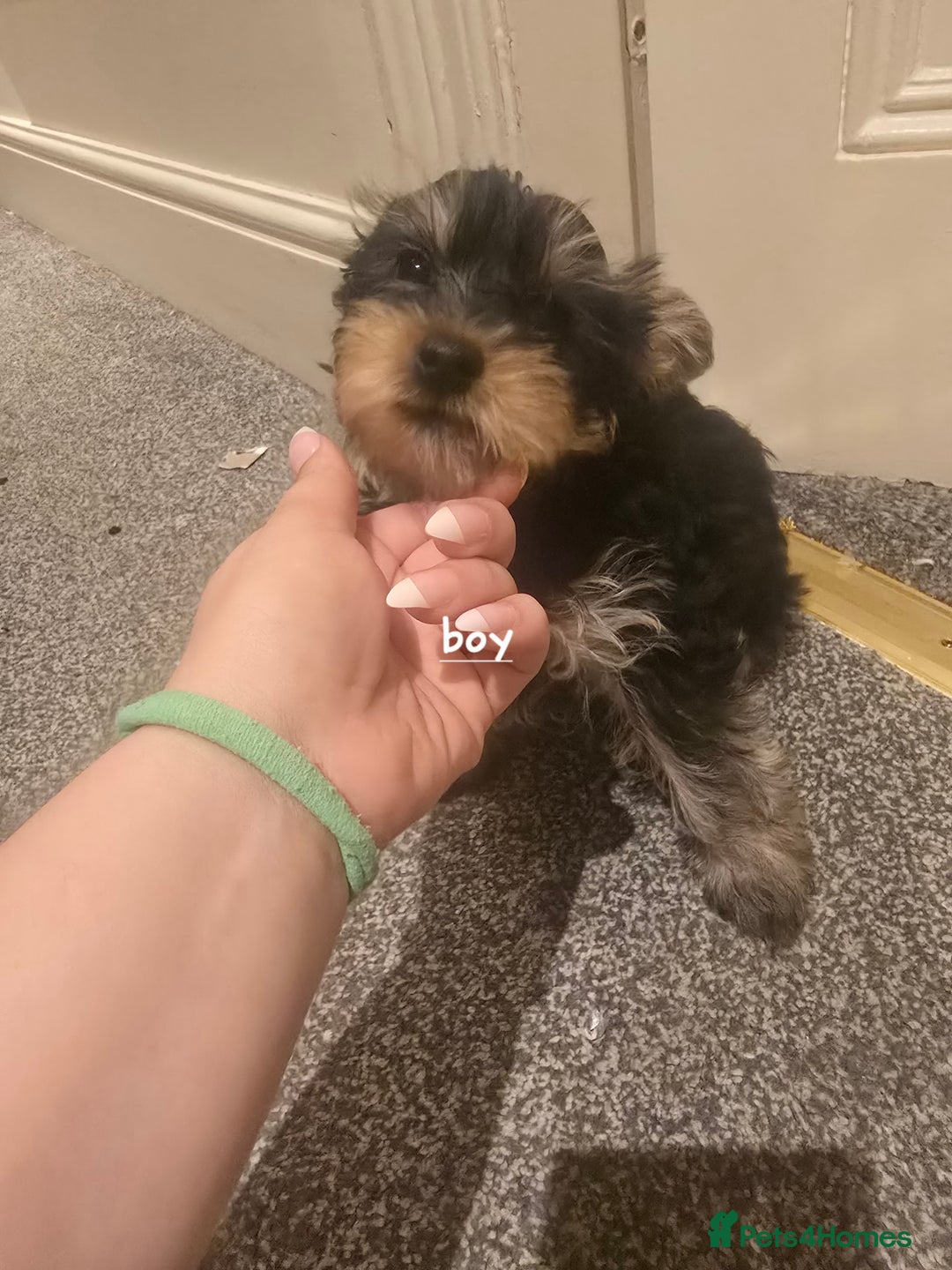 Yorkshire Terrier dogs for sale: Small puppies  - Image 1