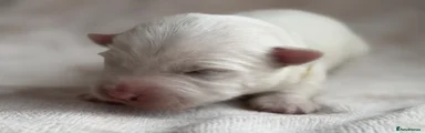 West Highland Terrier 7