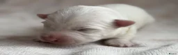 West Highland Terrier dogs for sale: West highland Terrier puppies for sale - Advert 9