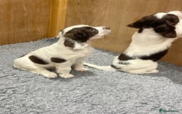 Sprocker dogs for sale: One dog Sprocker puppy for sale 3/4 cocker  - Image 3