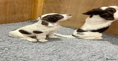 Sprocker dogs - Advert 12