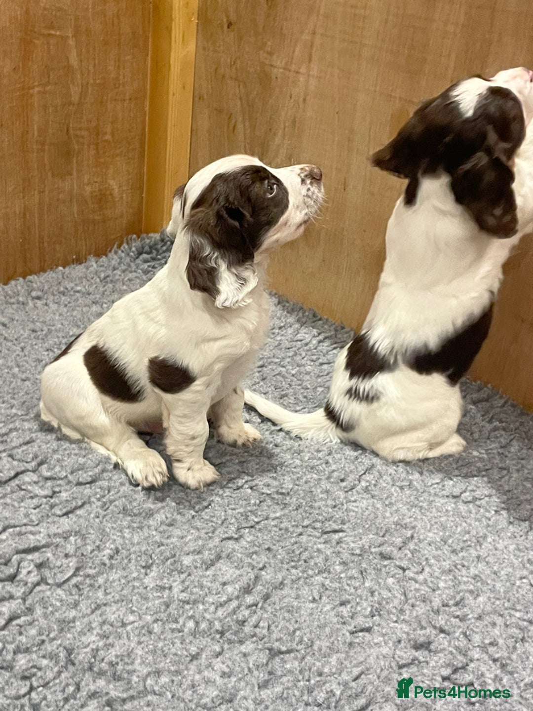 Sprocker dogs for sale: One dog Sprocker puppy for sale 3/4 cocker  - Image 3