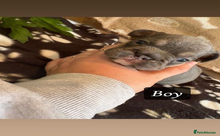French Bulldog dogs - Advert 15