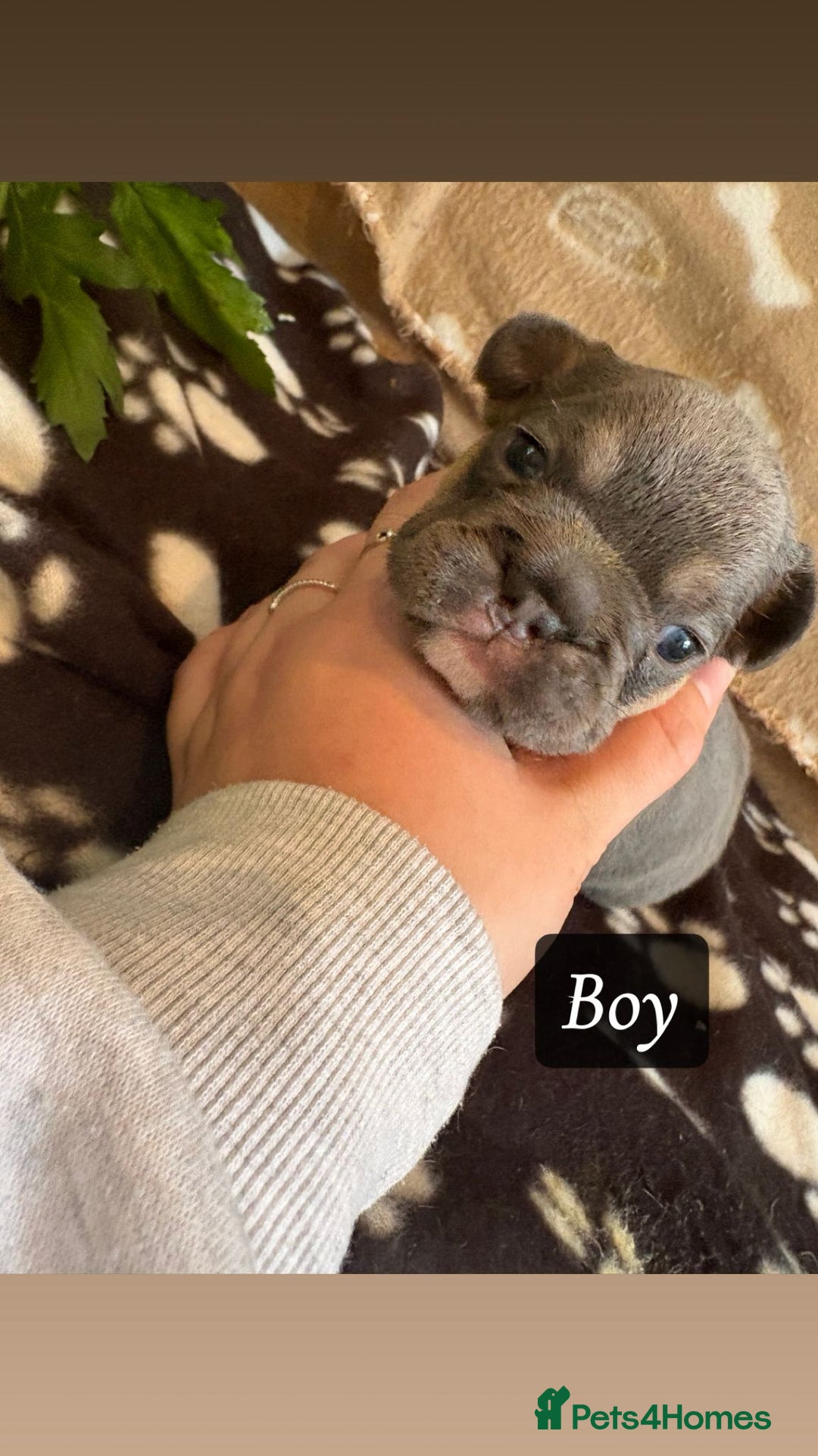 French Bulldog dogs for sale: Beautiful French bulldogs - Image 1