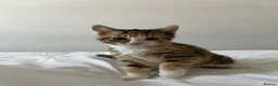Abyssinian cats for sale: 2/6 LEFT - Abyssinian Bengal Kittens!!! - Advert 6
