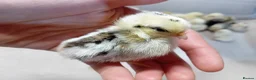 Chickens poultry for sale: ✨ Super Tame Serama Chicks Available ✨ - Advert 7