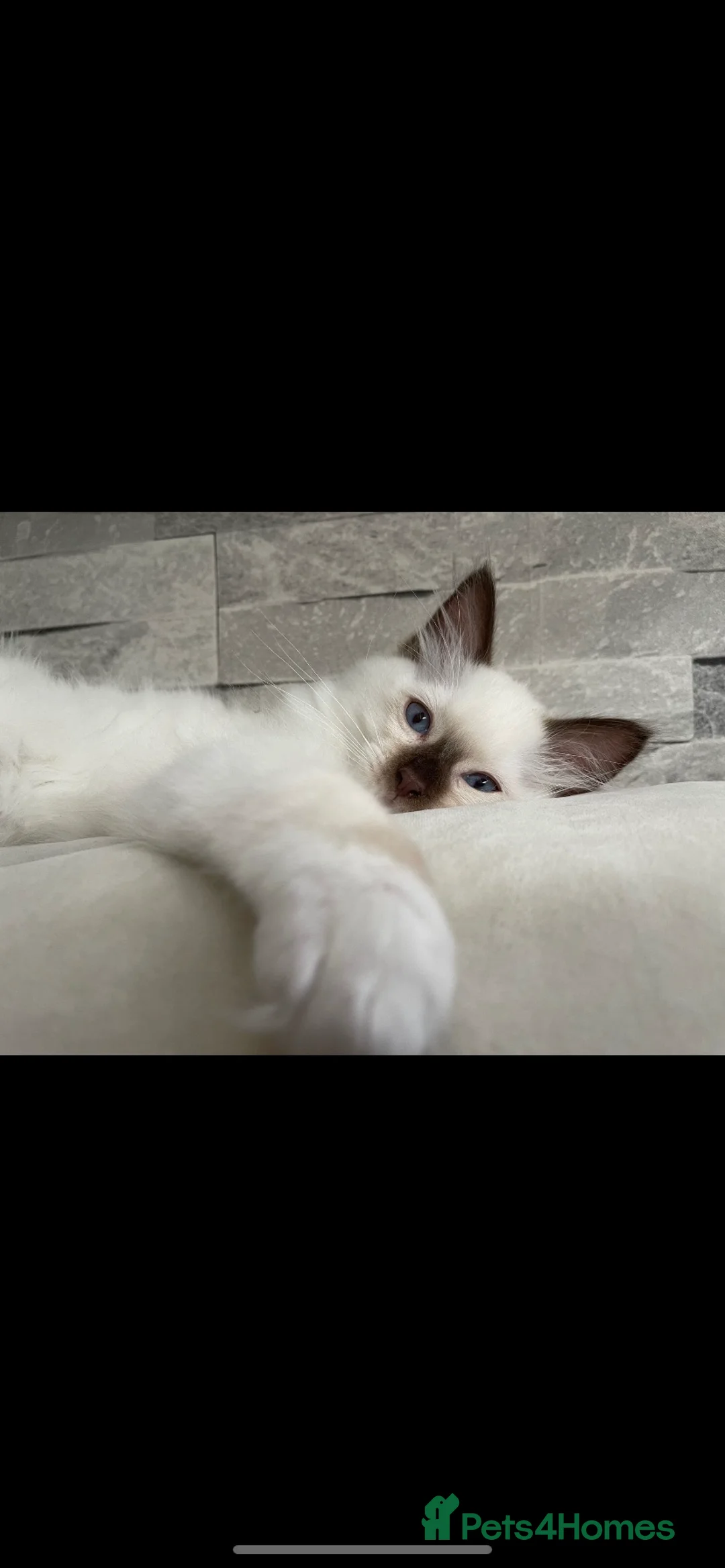 Ragdoll cats for stud: Gorgeous GGCF/TICA chocolate  mitted ragdoll in Norwich - Advert 7