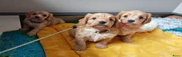 Cavapoo dogs for sale: Home breed cavapoo F1/ health tested parents - Advert 9